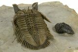 Amazing Tower Eyed Erbenochile Trilobite - Morocco #344571-4